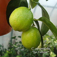 Лайм "Ла Валетте" (C. aurantifolia "La Vallette") 25-30 см. Кімнатний