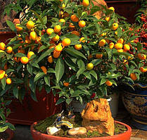 Кумкват — золотий апельсин