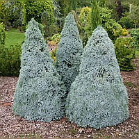 Ялина канадська 'Блю Вондер' / Picea glauca 'Blue Wonder', С5, h-40-45см.