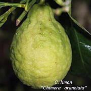 Лимон химера "Аранчиата" (C. limon "Chimera aranciata")