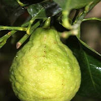 Лимон хімера "Аранчіата" (C. limon "Chimera aranciata") до 20 см. Кімнатний