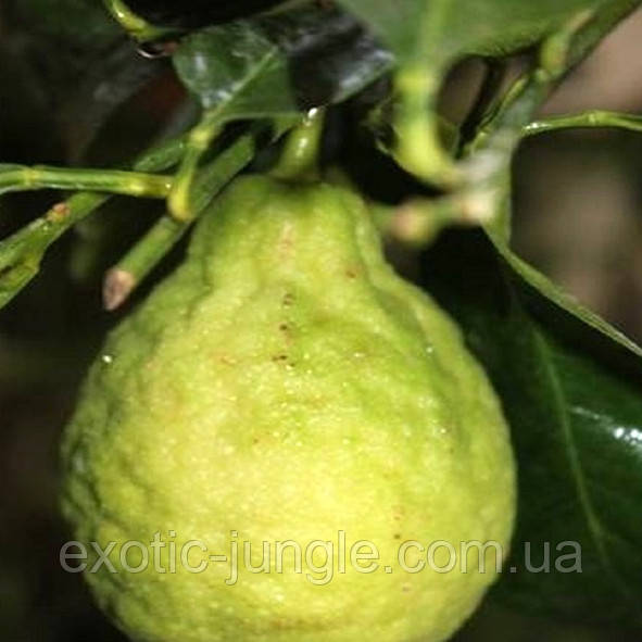 Лимон хімера "Аранчіата" (C. limon "Chimera aranciata") 10-20 см. Кімнатний, фото 1