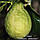 Лимон химера "Аранчиата" (C. limon "Chimera aranciata") 25-30 див. Кімнатний, фото 3