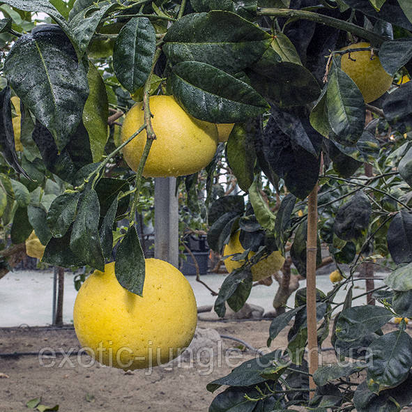 Помело «Веббер» (C. grandis "Webber") до 20 см. Кімнатний, фото 1