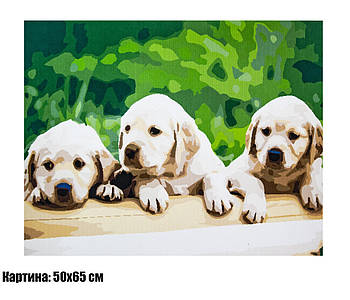 Картина для малювання за номерами 50×65 "ретрівер Цуценята" (Собаки)