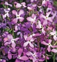 Насіння квітів Матіола Сенсація 0,5г. Агропак плюс