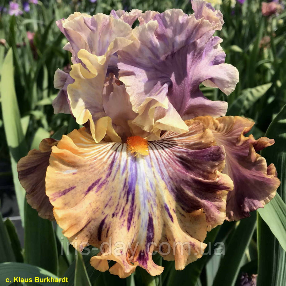 Ірис Big Break (Black 2017) (сажінки), фото 1