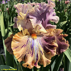 Ірис Big Break (Black 2017) (сажінки)