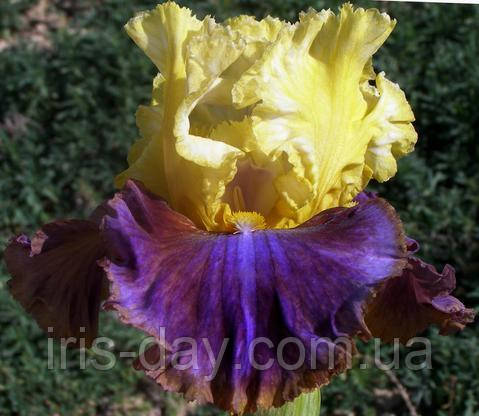 Ірис Color Shift Колор Шифт (Sutton 2015) (сажні), фото 1