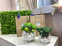 Стабилизированный мох в стеклянных горшочках 15 см декор для дома и офиса / оригинальный подарок
