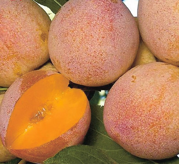 Саджанці Сливи Суперіор (Плуот) - раннього терміну, диплоидная, морозостійка, фото 1