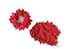 Кандурин Кораловий