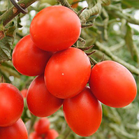 ПУНТО F1 — насіння томата детермінантного чері 1000 насіння, Semenis