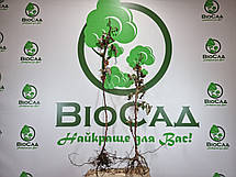 Малина Зюгана (Sugana), фото 6