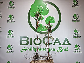 Малина Херітейдж (Heritage), фото 4