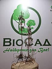 Малина Херітейдж (Heritage), фото 5