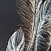 Комплект штор із принтованим малюнком "Перо" блекаут, фото 6