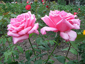 Саджанці троянди Queen Elizabeth