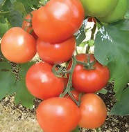 МАГНУС F1 — насіння томата напівдетермінантного, Semenis