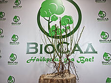 Троянда Кардинал (Kardinal), саджанець вищого класу АА+, фото 3