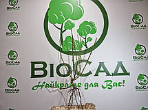 Троянда Кардинал (Kardinal), саджанець вищого класу АА+, фото 3