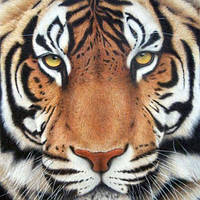 Набор алмазной мозаики Взгляд тигра, 20х20 см, AS2206