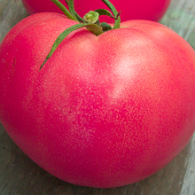 РОЗАЛИЗА F1 - насіння томату, Seminis