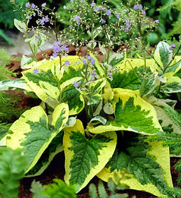 Брунера крупнолистна Хадспен Крим \ brunnera macrophylla Hadspen cream ( саджанці 1.5л )