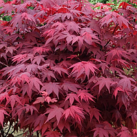 Клен Японский Красный Acer palmatum Atropurpureum