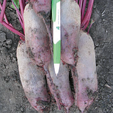 КАРІЛОН - насіння буряку, Rijk Zwaan (калібр 2,75-3,5), фото 2