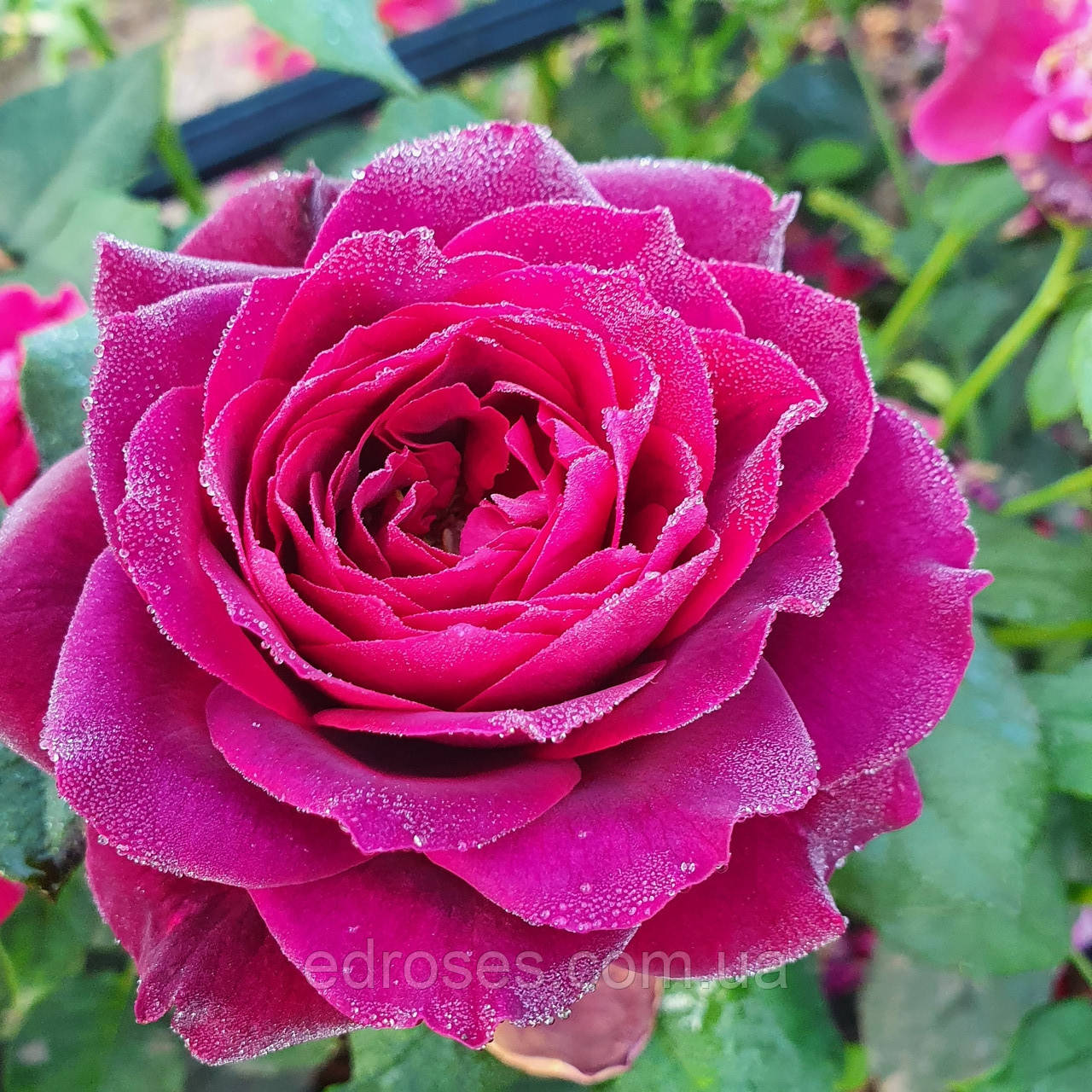 Роза астрид графин фон харденберг