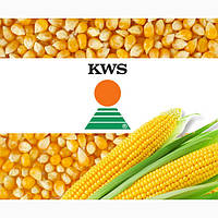 Кукурудза КВС (KWS)