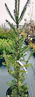 Ялина колюча Супер Грін/Picea gl. 'Super Green' С5/H80-100