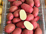 Картопля на посадку Торнадо, Голландія 1 репродукція / 20 кг, фото 3