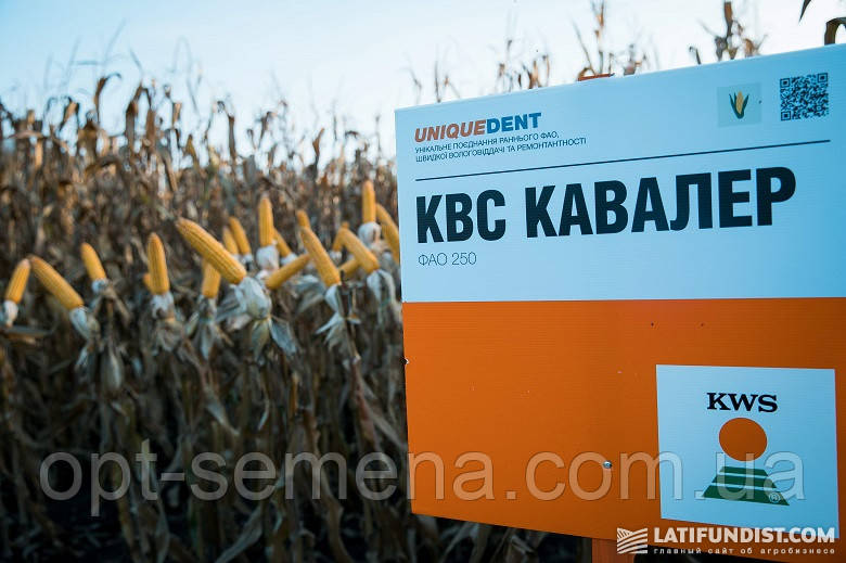 Насіння кукурудзи КВС Кавалер ФАО 250