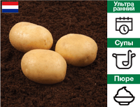 Картошка на посадку Сенсейшн (Сенсация), Голландия Элита / 5 кг