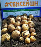 Картопля на посадку Сенсейшн (Сенсація), Голландія Еліта / 5 кг, фото 2