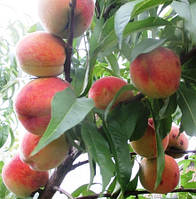 Персик Редхейвен. У контейнерах 0.5 л.