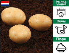 Картопля на посадку Орла, Голландія 1 репродукція / 20 кг