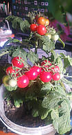 Томат помидоры Малёк комнатный супер детерминантный семена 15 шт.