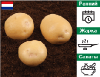 Картошка на посадку Электра, Голландия Элита / 5 кг