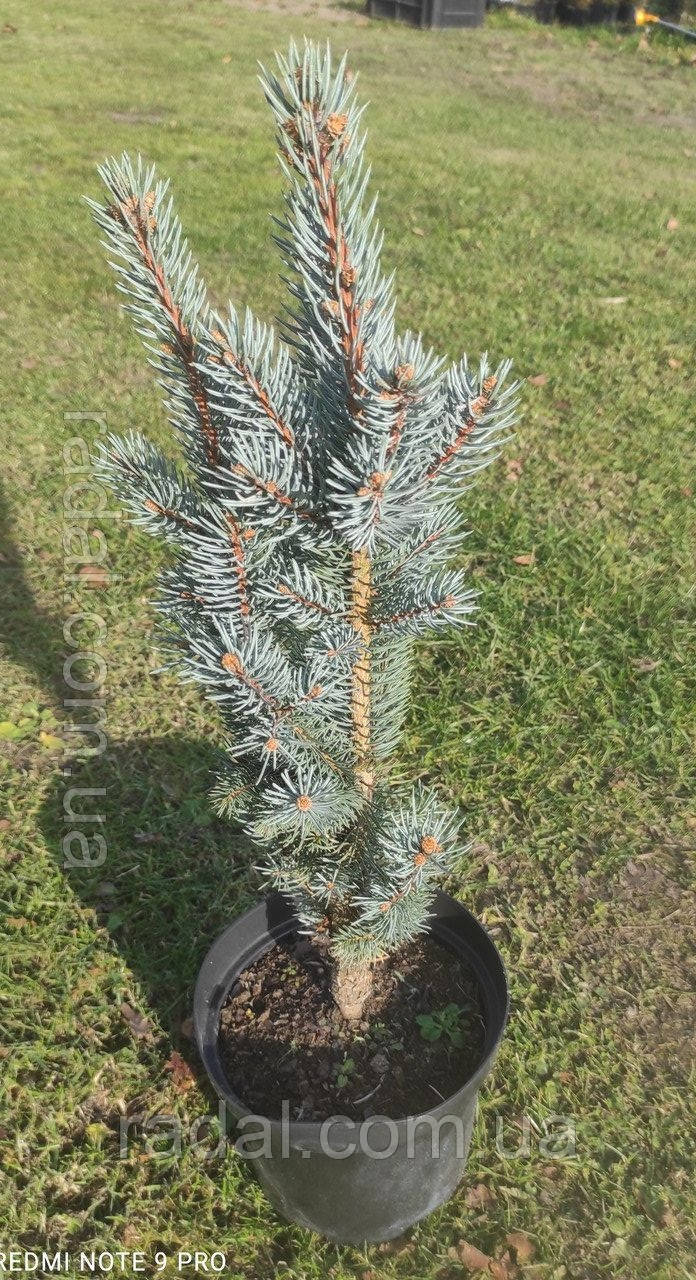 Ялина колюча Ізелі Фастигіату C3 (Picea glauca Conica)