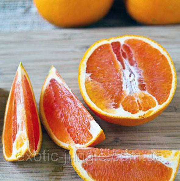 Апельсин "Мальтійський Сангвінйо" (C. sinensis "Maltese Sanguigno") до 20 см. Кімнатний
