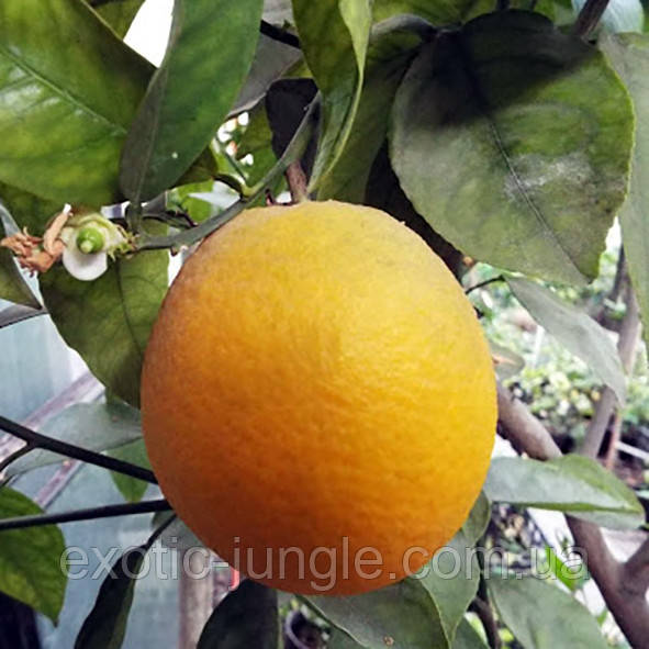 Апельсин "Четире сезону" (C. sinensis "Quattro stagioni") 20-25 см. Кімнатний, фото 1