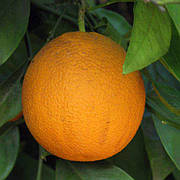 Апельсин Цукровий (C. sinensis Salustiana)