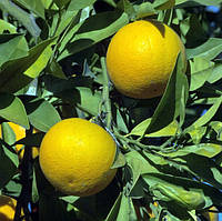 Апельсин Сахарный (C. sinensis Salustiana) 20-25 см. Комнатный