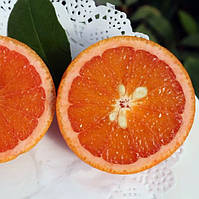 Апельсин "Ванільці Апірено" (C. sinensis "Vaniglia apireno") до 20 см. Кімнатний