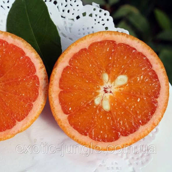 Апельсин "Ванільці Апірено" (C. sinensis "Vaniglia apireno") 20-25 см. Кімнатний, фото 1