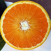 Апельсин «Тарокко Галичини» (C. sinensis Tarocco Galici)