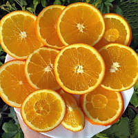 Апельсин «Тарокко Галічі» (C. sinensis Tarocco Galici) до 20 см. Кімнатний